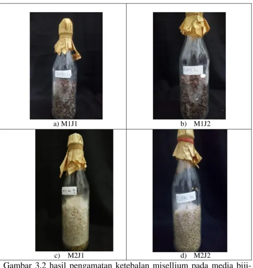 Gambar  3.3  hasil  pengamatan  ketebalan  misellium  pada  media  biji- biji-bijian a) media biji lamtoro pada jamur tiram b) media  biji  lamtoro  pada  jamur  merang  c)  media  biji  millet  pada  jamur  tiram  d)    media  biji  millet  pada  jamur  m