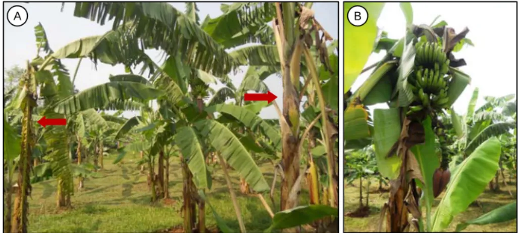 Gambar 5. Keragaan tanaman pisang di lokasi pengujian ketahanan terhadap fusarium di KP Pasirkuda, 