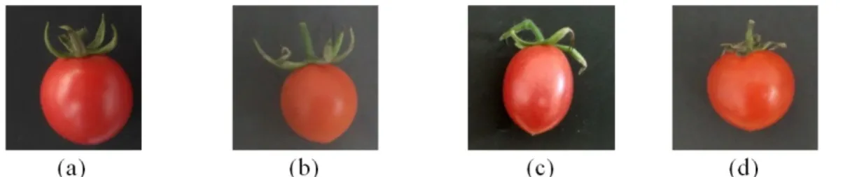 Ilustrasi 2. Keragaan tomat cherry hasil persilangan dengan var. Grape sebagai tetua betina
