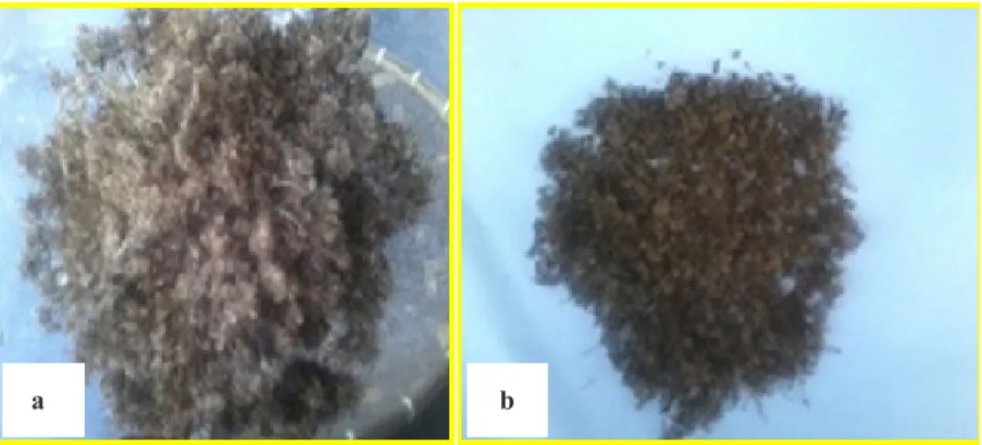 Gambar 3.   Produksi benih wortel kotor (a) dan bersih (b) [Production of gross (a) and net (b) weight of 