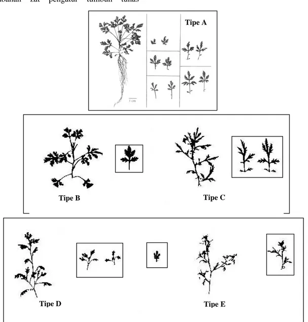 Gambar  1.    Lima  klon  tunas  Artemisia  annua dengan  variasi  morfologi  dan  tata  letak  daun  dan 