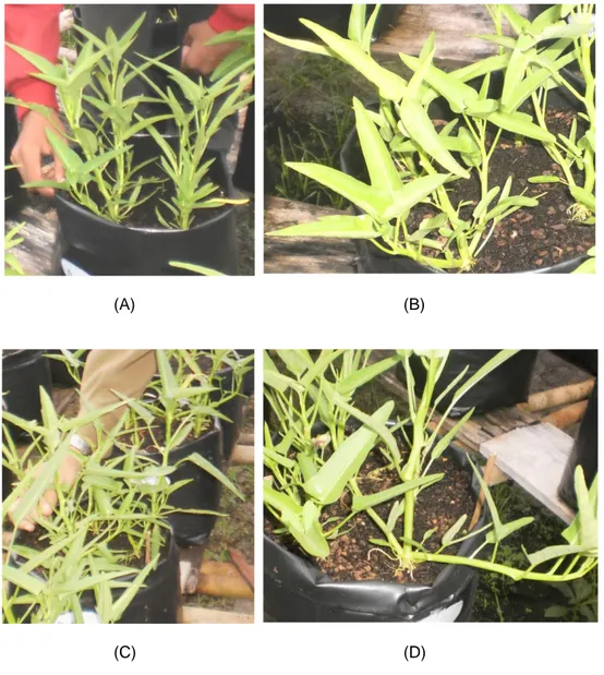 Gambar 1. Profil  pertumbuhan  secara  visual  tanaman  kangkung  darat  yang  dibudidayakan  di  tanah  gambut  dengan  pemupukan  kapur  dolomit,  (A)  dan  (B)  pertumbuhan  umur     21  HST  (nampak  tumbuh  telah  cukup  baik  dan  tegak),  (C)  dan  