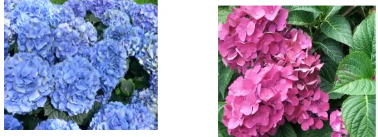 Gambar 1. Kembang Hydrangea pada tanah asam (kiri)
