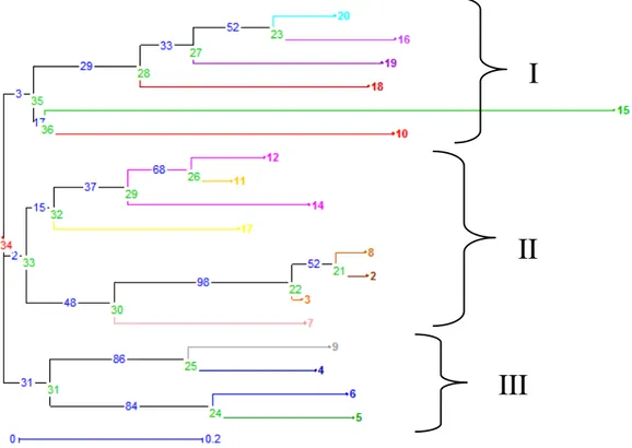 Gambar  1.  Profil  pohon  filogenetik    neighbor-joining  dari  20  genotip  aren  Sulawesi                        Tenggara dan Sumatera Utara berdasarkan matrix dissimilarity simple  