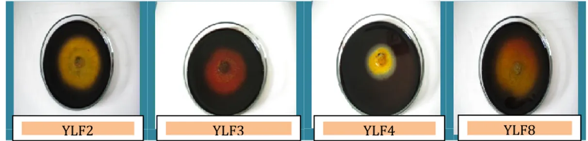 Gambar  3.  Uji  aktivitas  enzim  lignoselulolitik  isolat  fungi  pada  medium  yang  mengandung CMC, xilan, lignin, dan mannan 