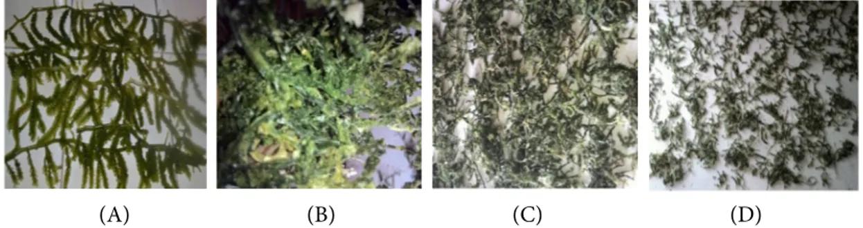 Gambar 1 Perubahan morfologi C. lentillifera selama proses pengeringan: (a) segar; (b)         setengah kering (c) hampir kering (d) kering.
