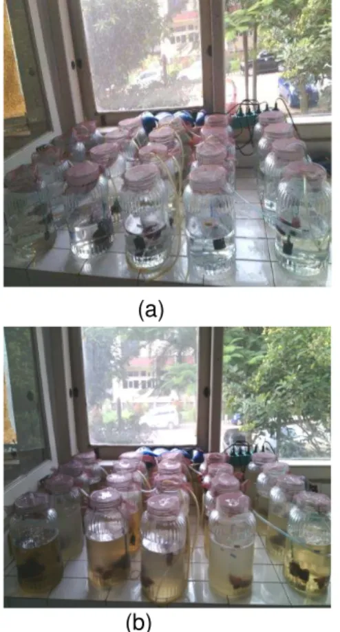 Gambar 2.  Media / wadah kultur pemeliharaan  Daphnia  sp.  di  awal  penelitian  (a)  dan di akhir penelitian (b)