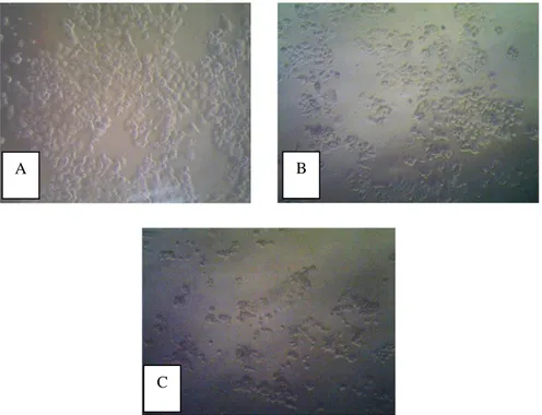 Gambar 1.  Morfologi sel MCF-7 sebelum diberi perlakuan (A) sel MCF-7 yang telah diberi  perlakuan ekstrak kombinasi konsentrasi 500µg/mL (B) sel MCF-7 setelah diberi larutan 