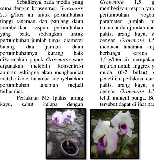 Gambar  1.  Bunga  anggrek  Dendrobium  pada  perlakuan  pakis,  arang  kayu,  sabut  kelapa  dengan 