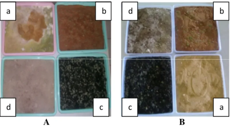 Gambar  1.  Pertumbuhan  jamur  Aspergillus  sp.  isolat  SNTH003  (A)    dan  Penicillium  sp