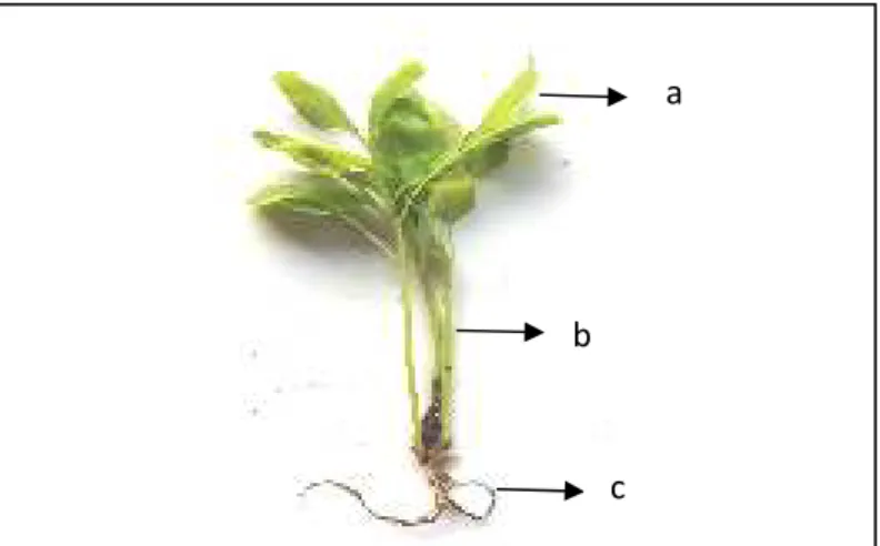 Gambar 2.1. morfologi tanaman bayam hijau (a) daun, (b) batang, (c) akar 