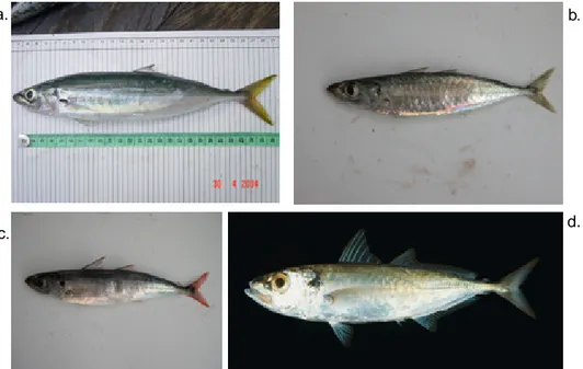 Gambar 3. Empat jenis ikan layang (Decapterus spp.) di Teluk Tomini D. macarellus, D. macrosoma, D.