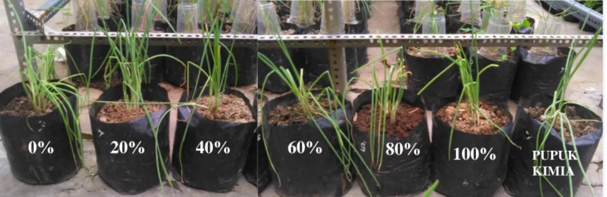 Gambar 2. Pengaruh pemberian air limbah industri susu (ALIS) pada berbagai konsentrasi terhadap  pertumbuhan tanaman bawang merah usia 47 hari setelah tanam