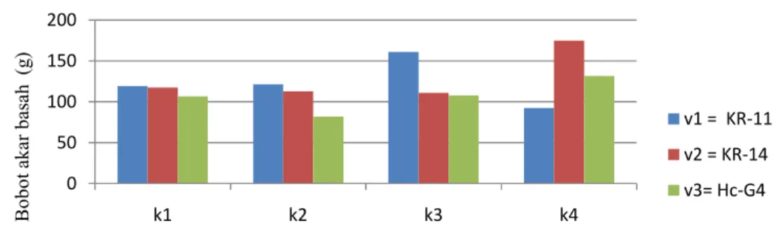 Gambar 2. Rata-rata Pengaruh Interaksi k x v Terhadap Bobot Akar Basah Tanaman Kenaf (g)