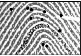Figure 1. Global level of ﬁngerprints’ features [5]: (A) Left-loop, (B)Right-loop, (C) Whorl, (D) Arch, and (E) Tented-arch
