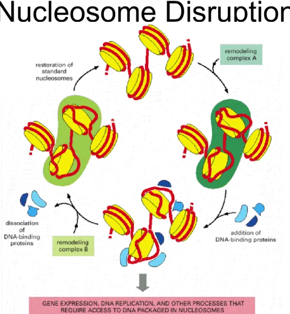 Figure 4-34. A cyclic mechanism for nucleosome disruption and re-formation. According to this model, different chromatin remodeling complexes 