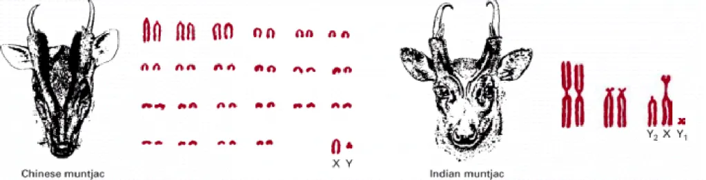Figure 4-14. Two closely related species of deer with very different 