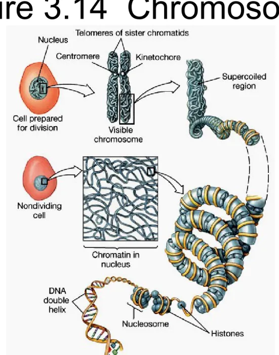 Figure 3.14  Chromosome  Structure