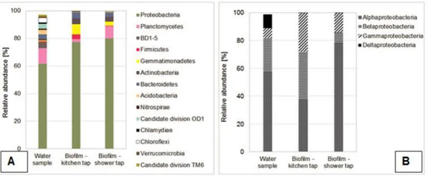 Fig. 9. A) Relative abundance of bacterial phyla. B) Relative abundance of Proteobacteria classes in water from shower tap sample and bioﬁlms sampled from kitchen and showertaps.