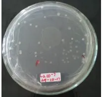 Gambar 1. Koloni Bakteri Simbion Sinularia sp yang telah diisolasi 