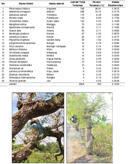 Tabel 2. Keanekaragaman Tanaman Peneduh di tepi jalan antara Socah-Gebang Arosbaya, Bangkalan 