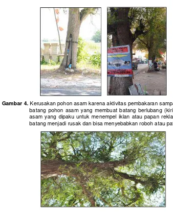Gambar 5. Pohon asam sebagai tempat tumbuh dan inang dari angrek Vanda limbata 