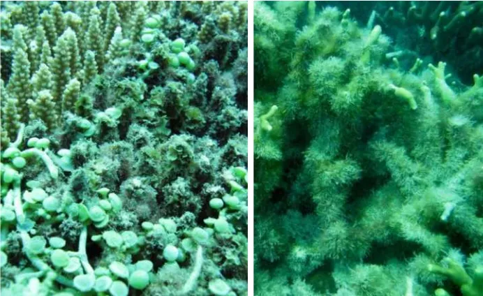Gambar 5. Karang Acropora (kiri) dan Porites (kanan) yang diperkirakan sudah mati lebih dari enam bulanakibat bleaching dan kondisinya telah ditumbuhi makro alga