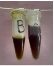 Gambar L7.2. Hasil skrining fitokimia ekstrak etanol golongan senyawa terpenoid  B (blanko); St/t (setelah penambahan pereaksi Liebermann – Bouchard)