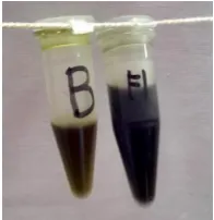 Gambar L7.4. Hasil skrining fitokimia ekstrak etanol golongan senyawa saponin A (blanko); B (setelah penambahan pereaksi HCl 2N)