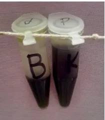 Gambar L7.7. Hasil skrining fitokimia ekstrak etanol golongan senyawa kuinon  B (blanko); K (setelah penambahan pereaksi NaOH 1N)