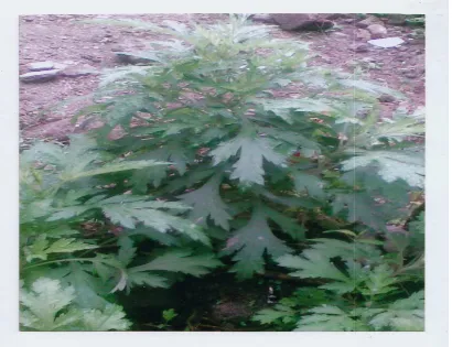 Gambar 2.1. Tumbuhan Binara ( Artemisia vulgaris L.) 