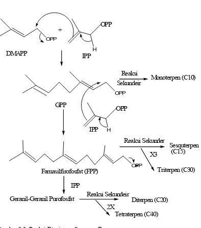 Gambar 2.2. Reaksi Biosintesa Senyawa Terpen 