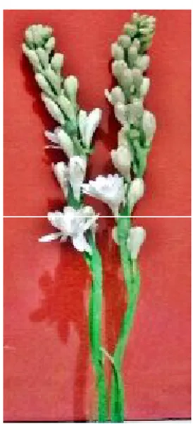 Gambar 1. Bunga potong sedap malam (Polianthes tuberosa) (Sumber : Dokumentasi pribadi, 2018)