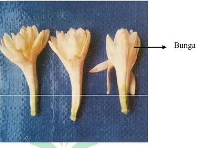 Gambar 6. Bunga potong sedap malam (Polianthes tuberosa) (Sumber : Rahmat Rukmana, Seri bunga potong Sedap malam, 1995)