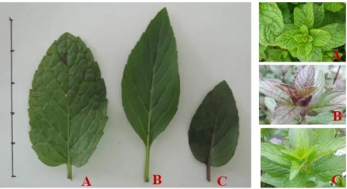 Gambar  1.  Morfologi  pucuk  tanaman  dan  daun  3  jenis  Mentha  (A.  Mentha  spicata;  B