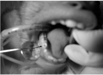 Gambar 1. Tanda panah menunjukkan gigi m. Nemestrina yang telah dipreparasi