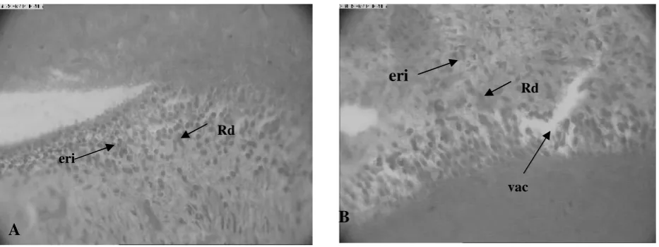 Gambar 2. Memperlihatkan pulpa normal pada gigi yang tidak dipreparasi (A) Od=odontoblast,Pd=pembuluh darah dan pulpa yang dipreparasi tanpa pemberian bahan uji.(B), tampakvakuolisasi