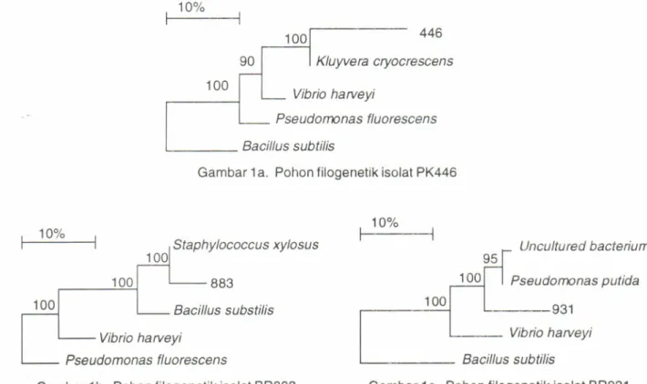 Gambar  1a.  Pohon filogenetik  isolat PK446