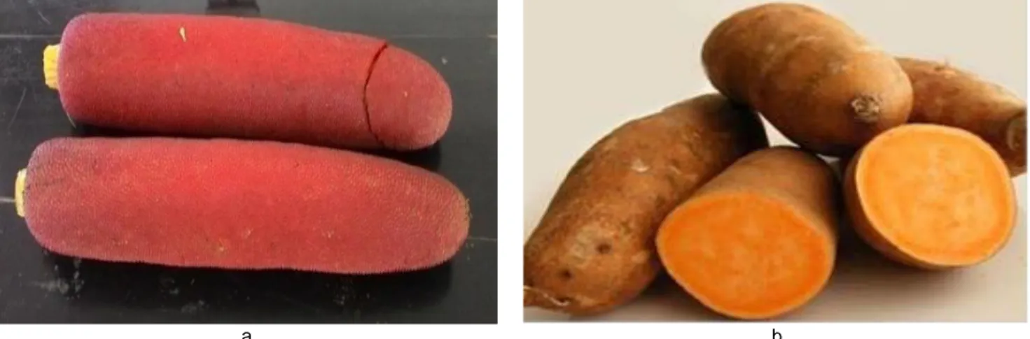 Gambar 1 a) Buah merah (Pandanus conoideus Lamk) dan b) Ubi jalar mikmak (Ipomea batatas)