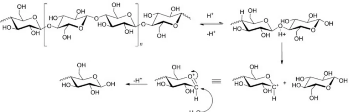 Gambar 2. Mekanismen Reaksi Hidrolisis Selulosa (Dee &amp; Bell, 2011) 