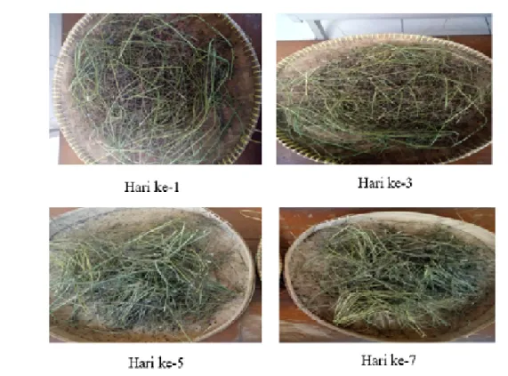 Gambar 1.   Proses pengeringan herba meniran 