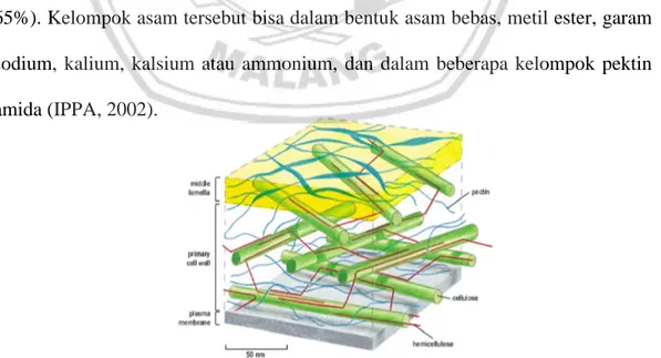 Gambar 2. Senyawa Pektin Pada Dinding Sel Tanaman (IPPA, 2002). 