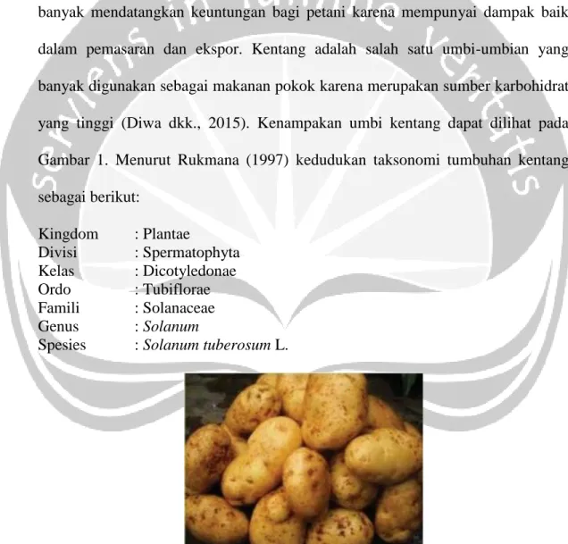 Gambar 1. Kenampakan Umbi Kentang (Sumber: Diwa dkk., 2015) 