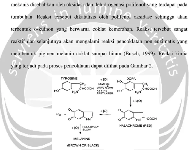 Gambar 2. Reaksi yang Terjadi pada Proses Pencoklatan (Busch, 1999)  Polifenol oksidase dalam proses pencoklatan berperan dalam mengkatalisis  dua reaksi; pertama, hidroksilasi monofenol menjadi difenol yang mana reaksi ini  berlangsung  relatif  lambat  d