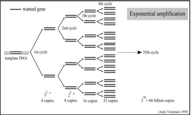 Gambar 1. Tahapan  dalam PCR  (Sumber: Ansubel F, Donald  MC. Shortprotocols in molecular biology: the polymerase chain reaction.3rd ed
