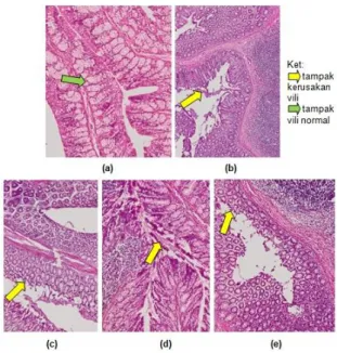 Gambar  4.    Rasio  transit  gastrointestinal  tikus 