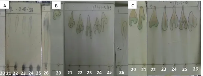 Gambar 3. hasil KLT Spray pada Fraksi 20-26 Ekstrak Metanolik E.scaber yang telah di semprotkan  reagen; A