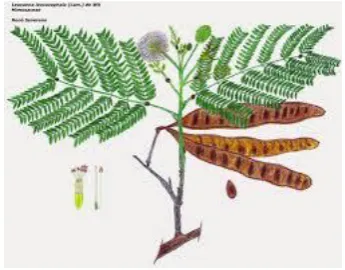 Gambar 14. Daun Lamtoro 
