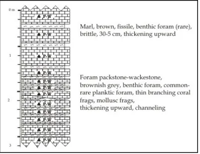 Figure 2.   Measured section at the Tumpaknongko (LK10) location, showing the foraminiferal packstone - wackestone facies interbedded with marl