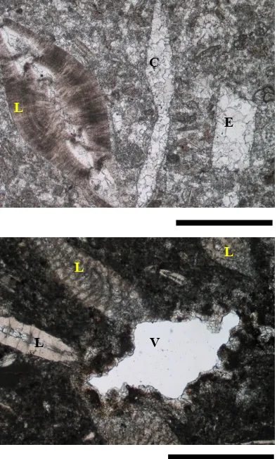 Figure 3. Thin section photographs showing biota within the larger foram packtone. Top photo is sample from LK4 (Karangturi) shows larger foram (L), echinoid spine fragments (E), and trace of larger foraminifera replace by sparry calcite (S)